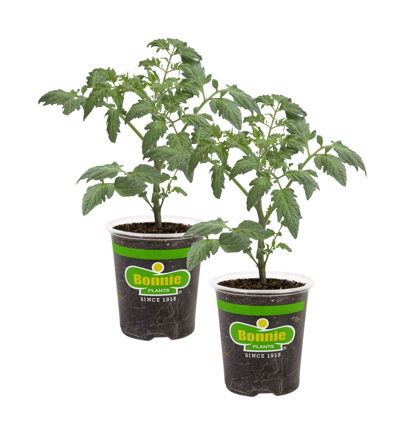 Bush Goliath Tomato (2 Pack) – Bonnie Plants