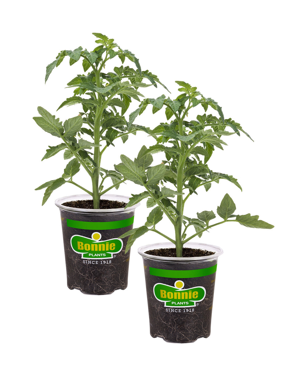 German Queen Heirloom Tomato (2 Pack)