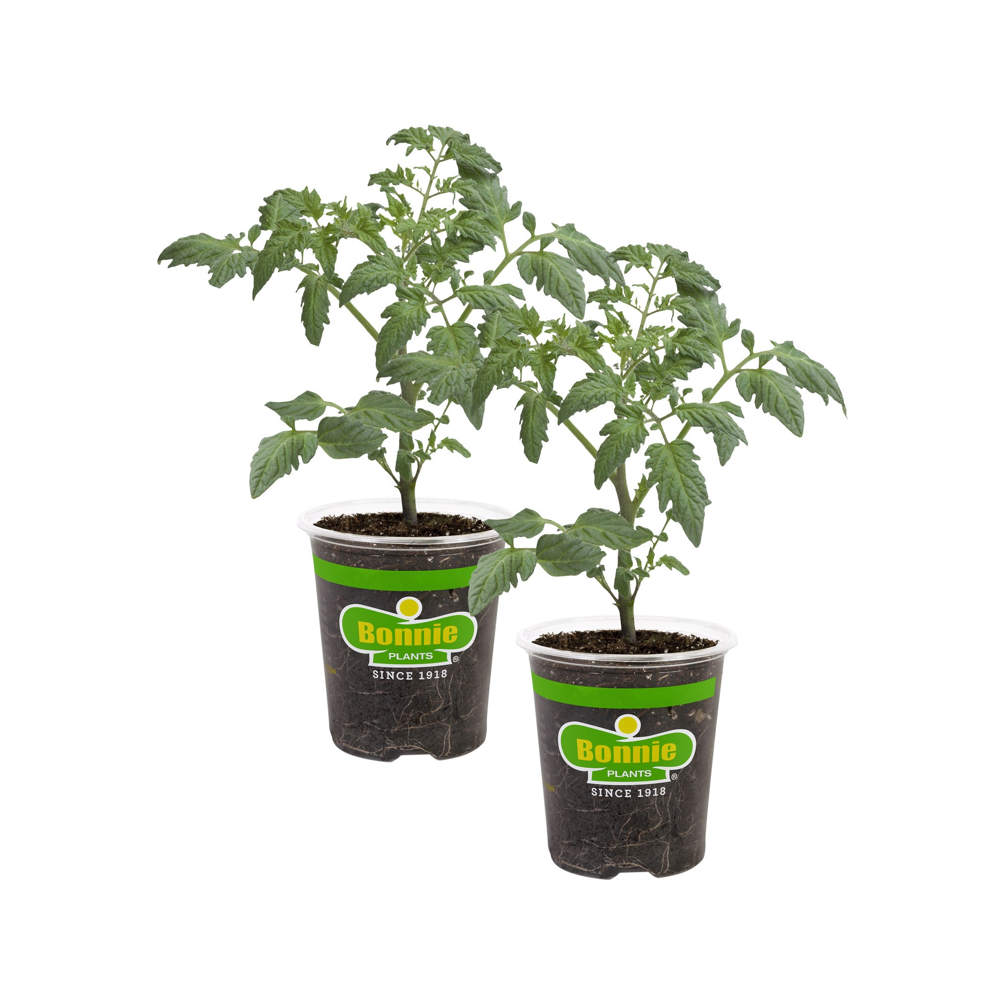 cinnamon tomato plants Husky Red Cherry Tomato (2 Pack)