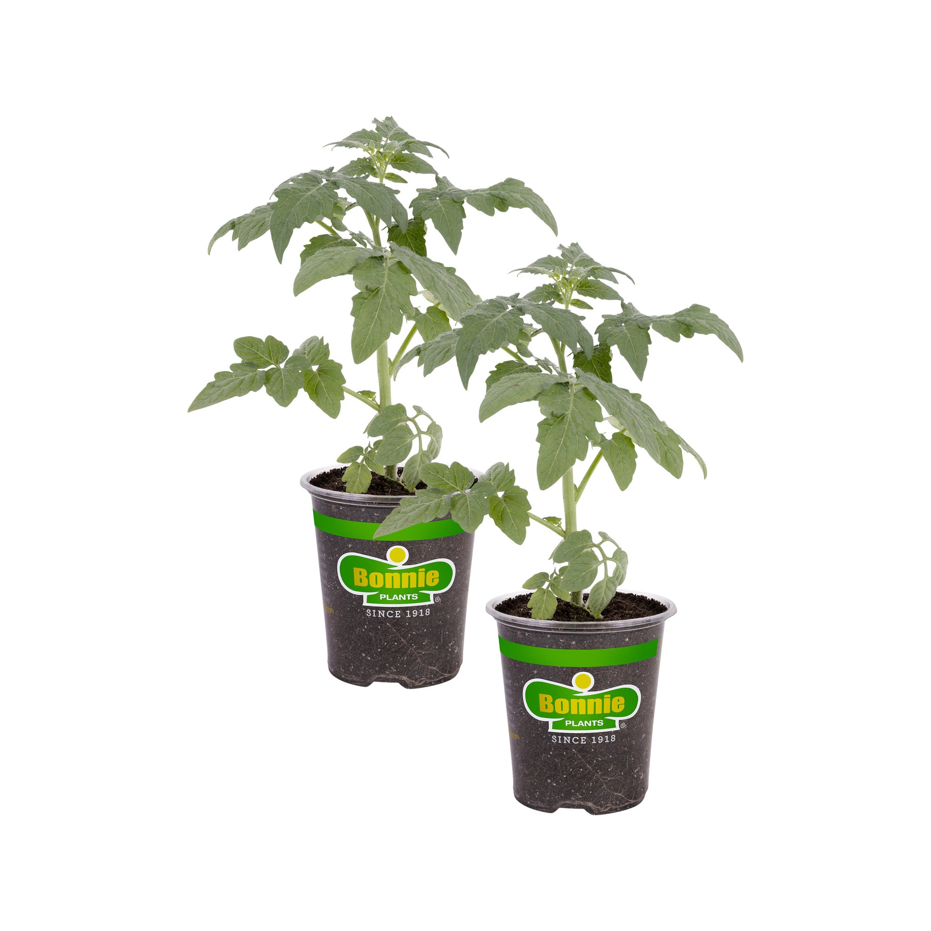 Bonnie Original Tomato (2 Pack) Bonnie Plants