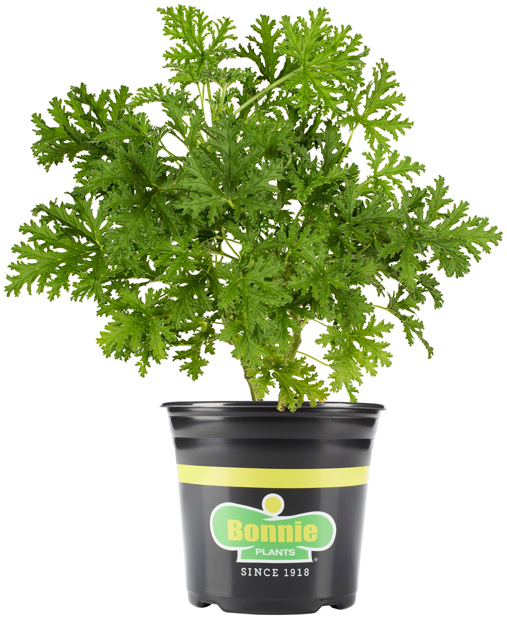 indoor plants that prevent mosquitoes 2.32 qt. Citronella Mosquito Plant – Bonnie Plants