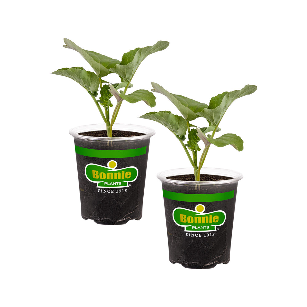 broccoli plant in pot Green Magic Broccoli (2 Pack) – Bonnie Plants