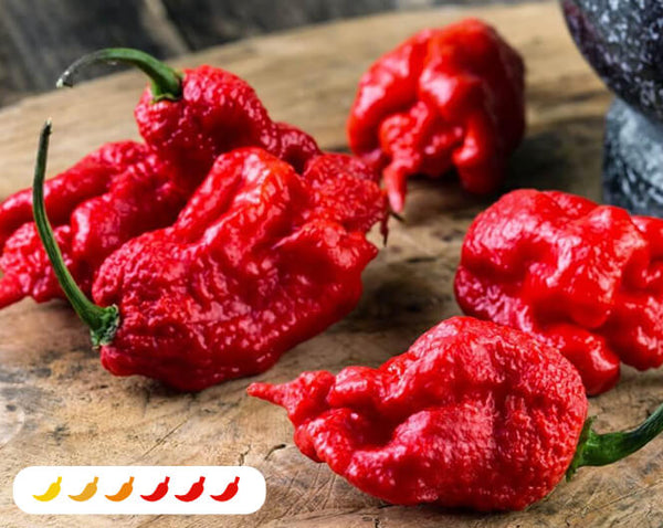 Carolina Reaper Pepper (2 Pack) – Bonnie Plants