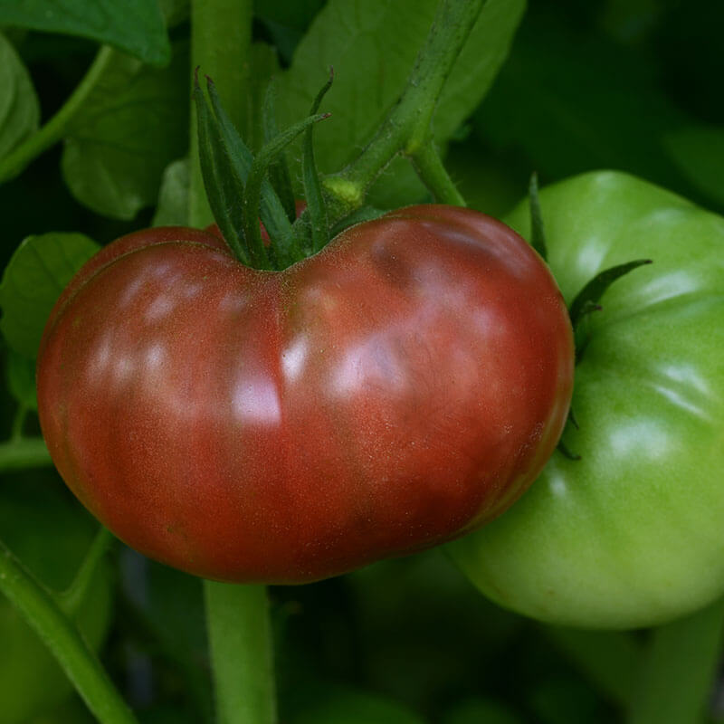 Cherokee Carbon Tomato