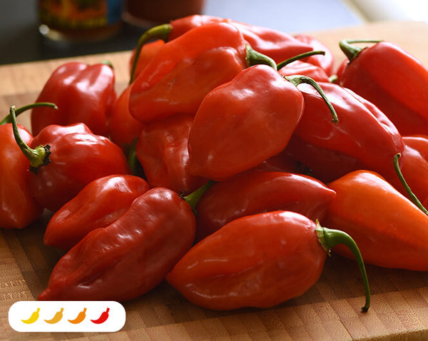 Habanero Primero Red Hot Pepper (2 Pack) – Bonnie Plants