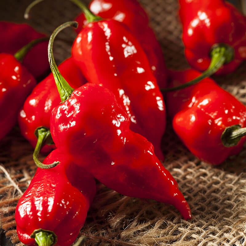 Chili red hot pepper bonnie plants (Bonnie Plants, Capsicum annuum, Chili Pepper) Chili red hot pepper bonnie plants