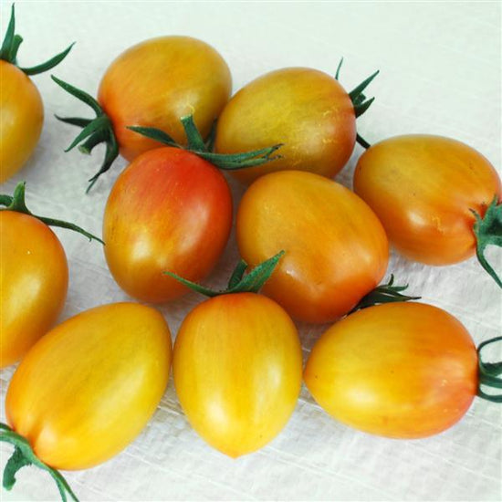 Sunset Torch Tomato (2 Pack) Bonnie Plants