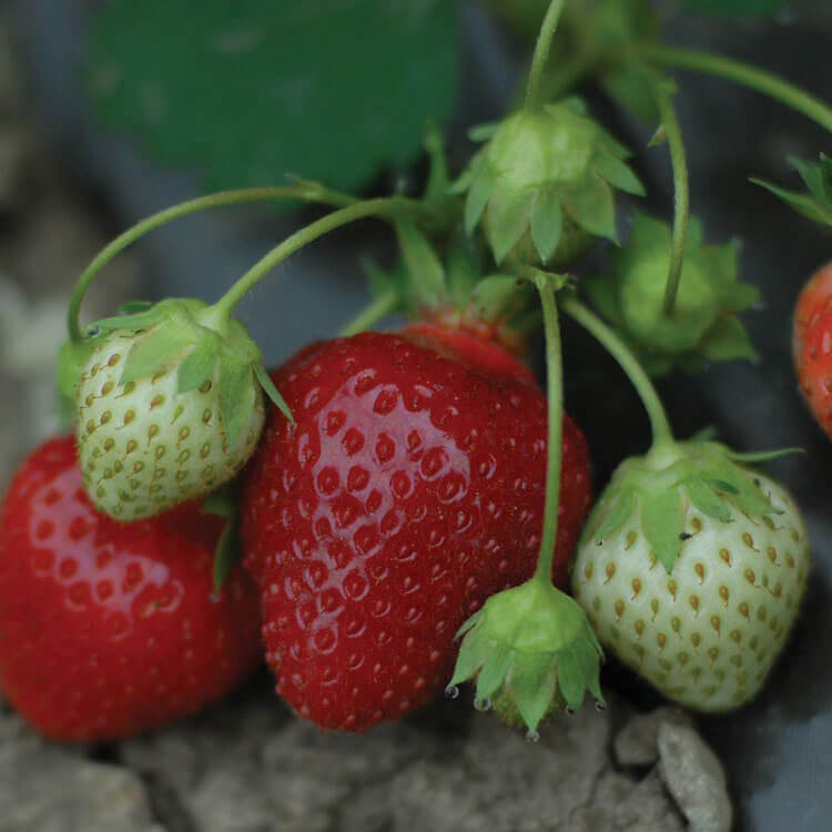 Albion Strawberry