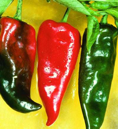 Anaheim Hot Pepper