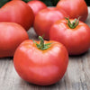 Atkinson Tomato