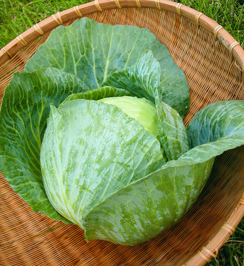 Bonnie Hybrid Cabbage