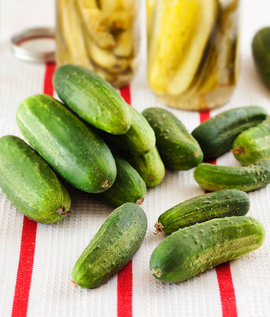 Boston Pickling Cucumber Bonnie Plants