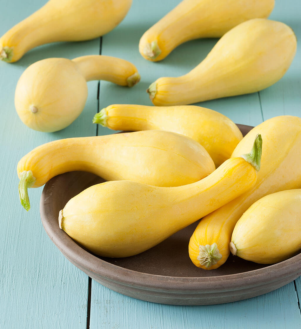 Image of Cluster of yellow crookneck squash fruits