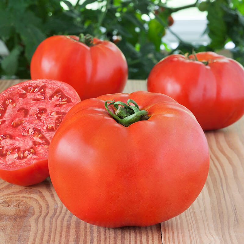 Debut Hybrid Tomato