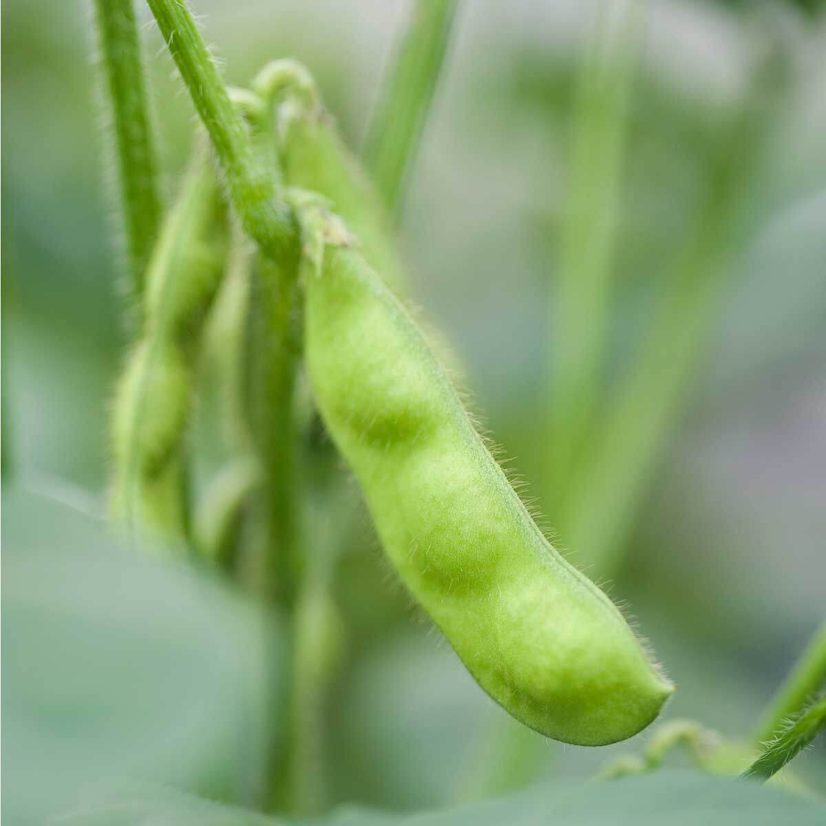 Merbon Edamame Plant