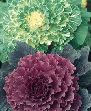 Flowering Cabbage