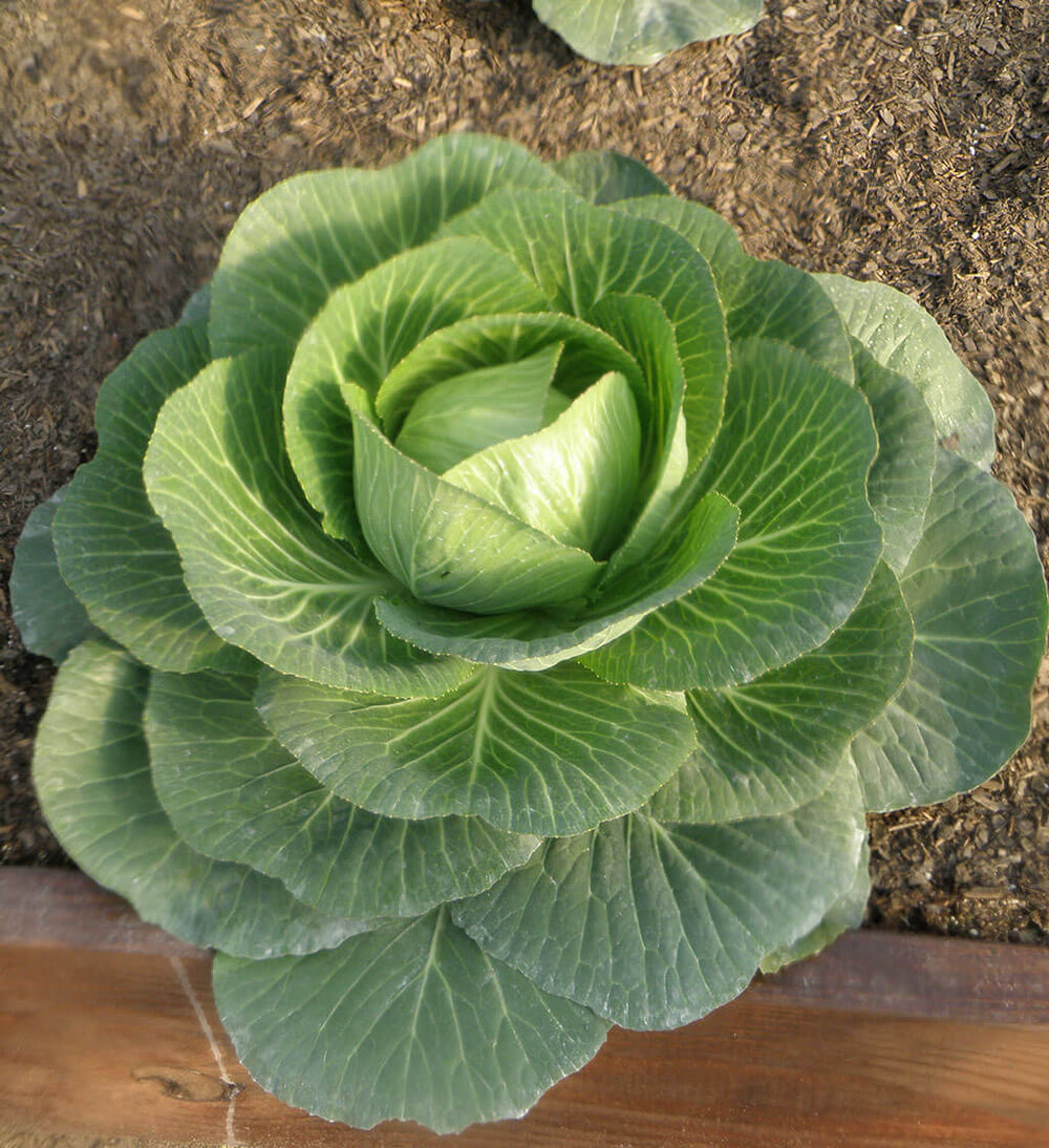 indoor cabbage plant Golden Cross 45-day Cabbage (In-Store Only) – Bonnie Plants