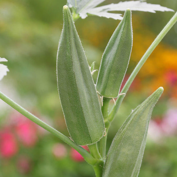 Green Fingers Okra (In-Store Only) – Bonnie Plants