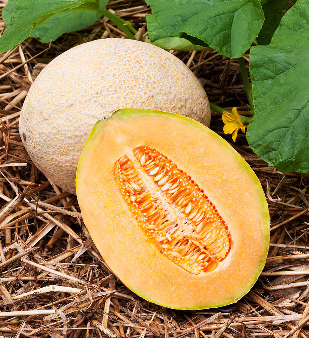 Hale’s Best Jumbo Cantaloupe – Bonnie Plants