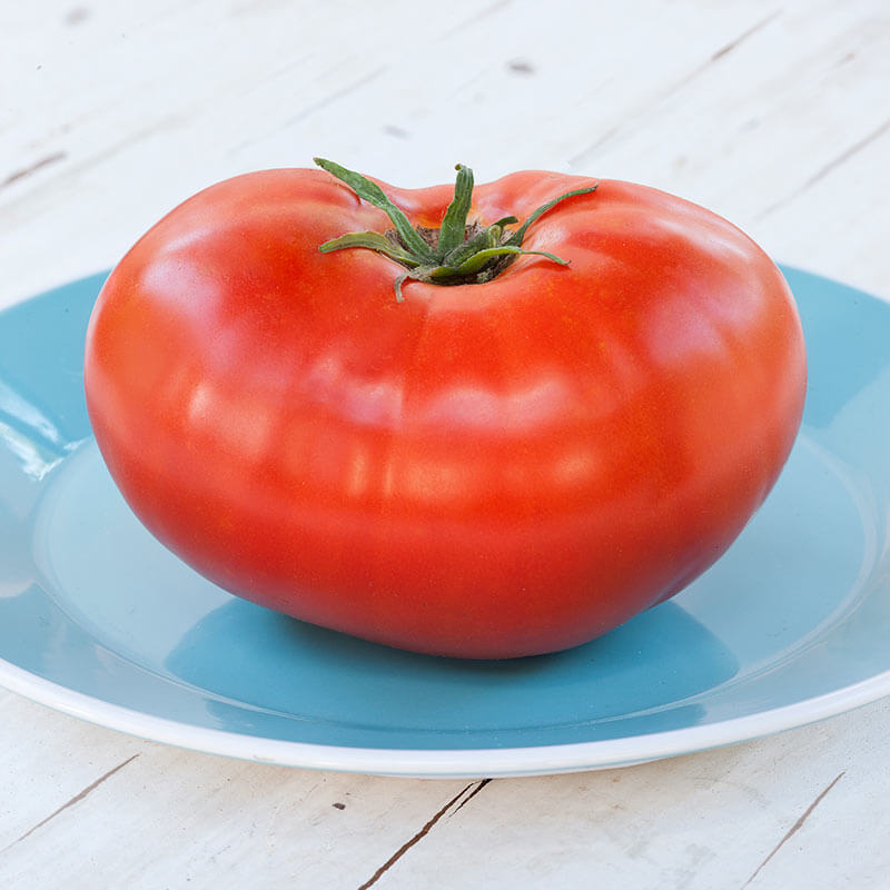Jet Star Tomato – Bonnie Plants