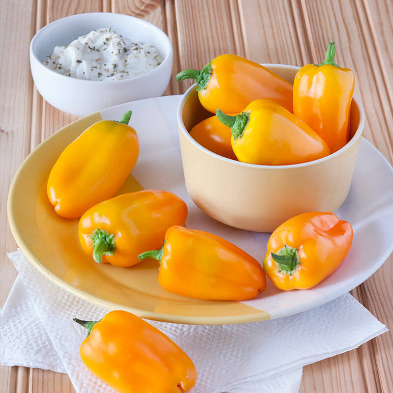 potted outdoor pepper plant food Orange Snacking Pepper (2 Pack) – Bonnie Plants