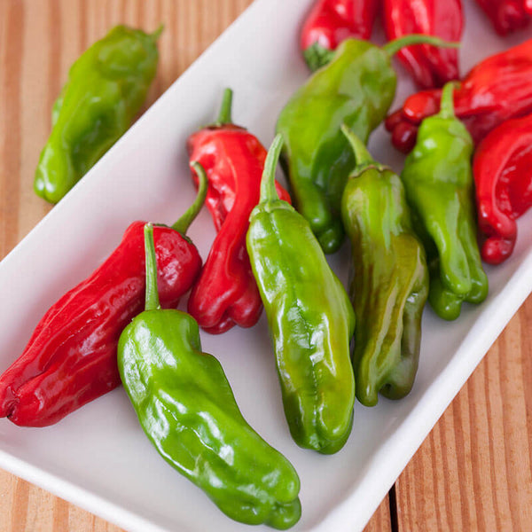planting shishito pepper seeds Shishito Pepper (2 Pack) – Bonnie Plants