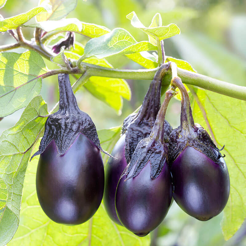 Patio Baby Mini Eggplant