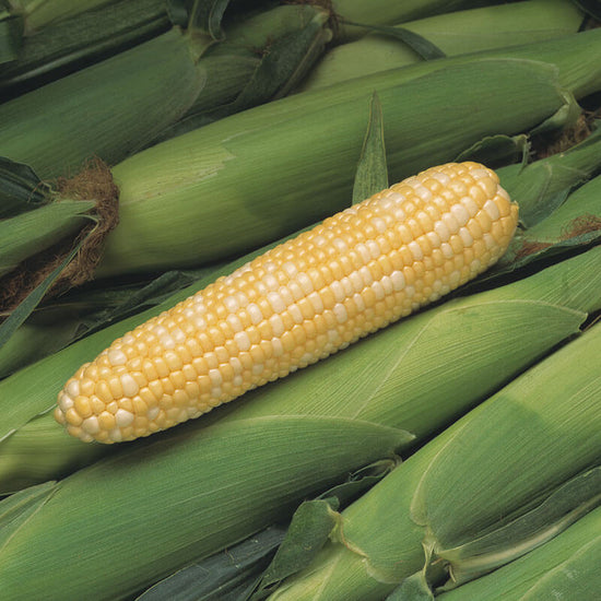 Peaches & Cream Corn Bonnie Plants