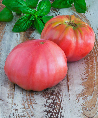 Pink Brandywine Heirloom Tomato