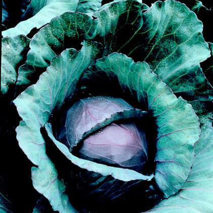 purple cabbage succulent Red Cabbage (In-Store Only) – Bonnie Plants