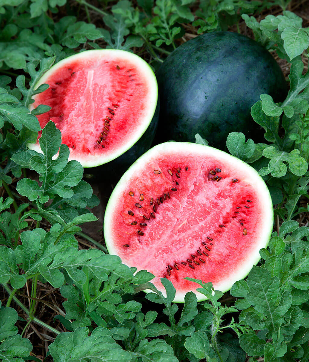 watermelon succulent Sugar Baby Watermelon (In-Store Only) – Bonnie Plants