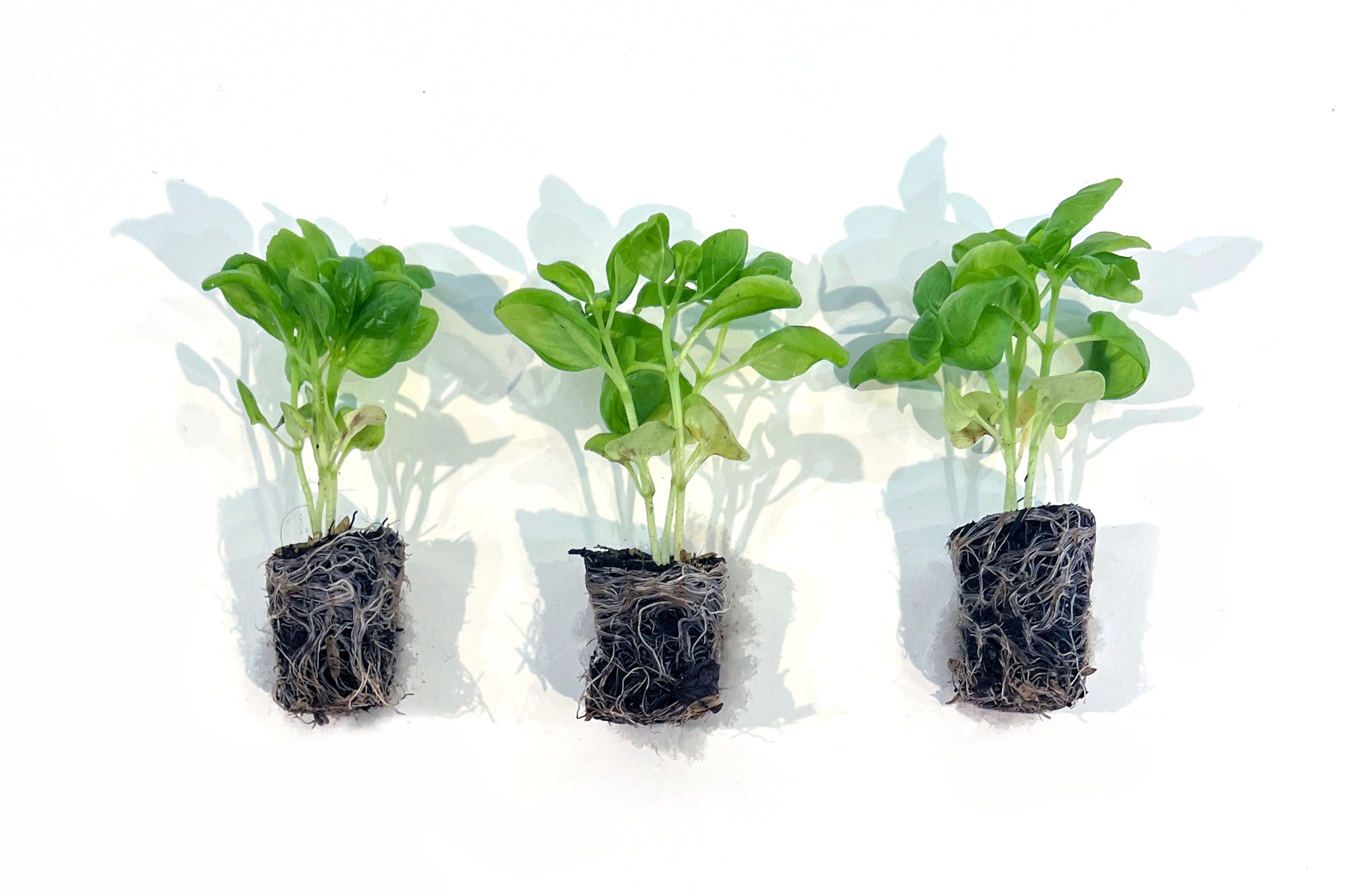 Sweet Basil 3 Pack Plugs Bonnie Plants