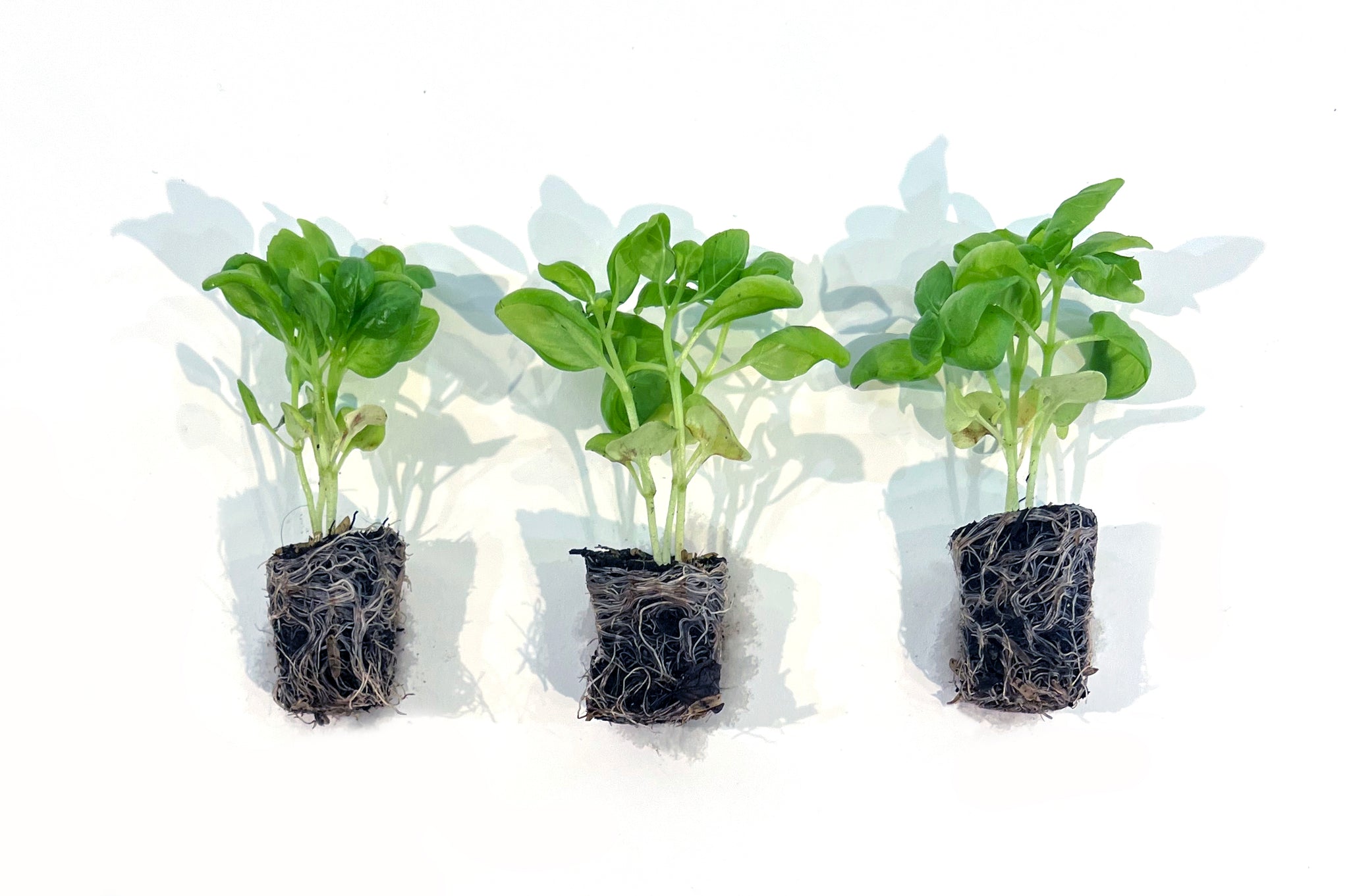 potting soil for basil plant Sweet Basil 3-Pack Plugs