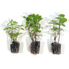 Bonnie Plants® Sweet Mint 3-Pack Plugs