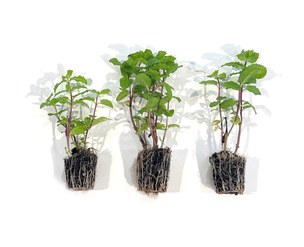 sweet mint plant care indoor Sweet Mint 3-Pack Plugs