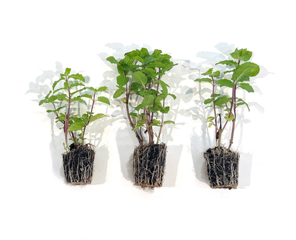 sweet mint plant care indoor Sweet Mint 3-Pack Plugs