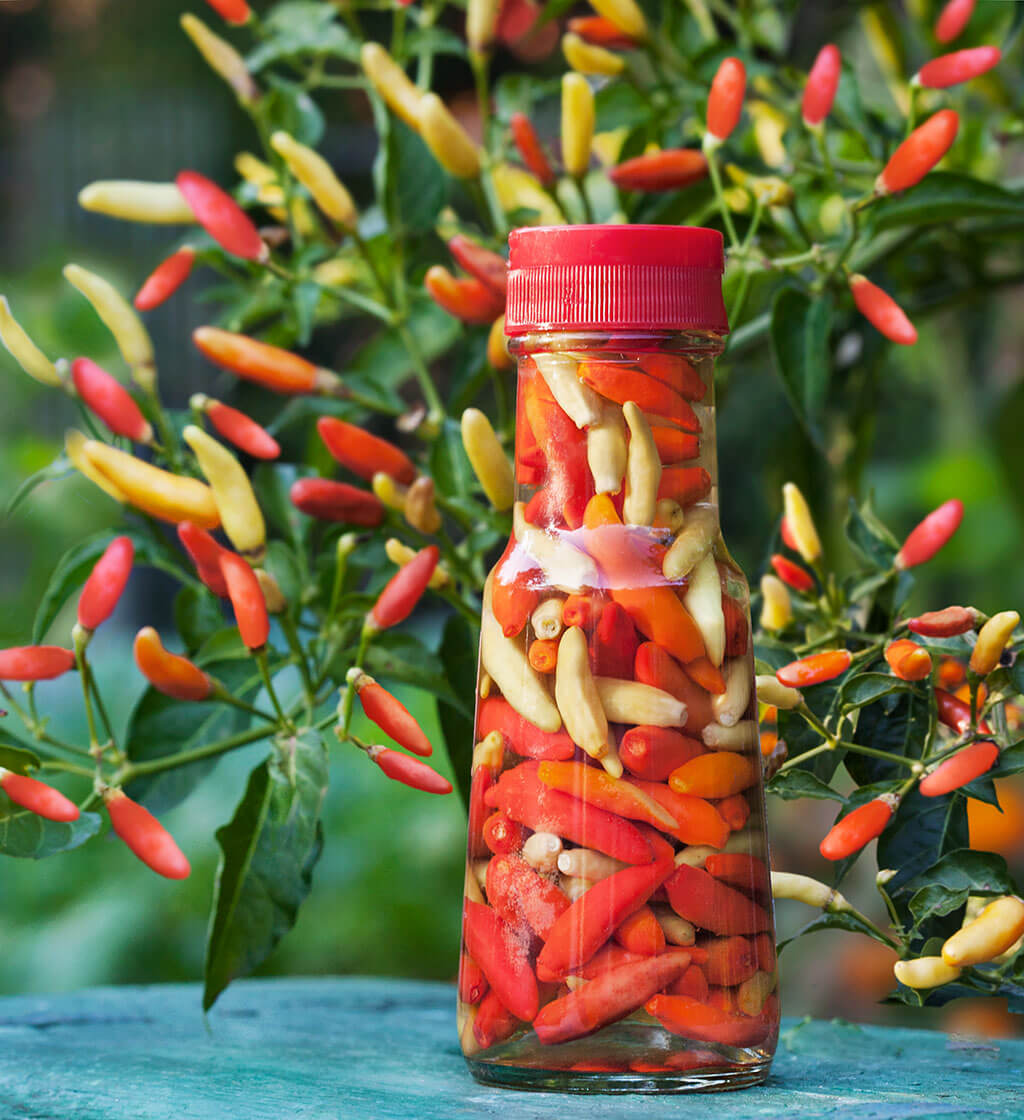 Tabasco Hot Pepper (2 Pack) – Bonnie Plants