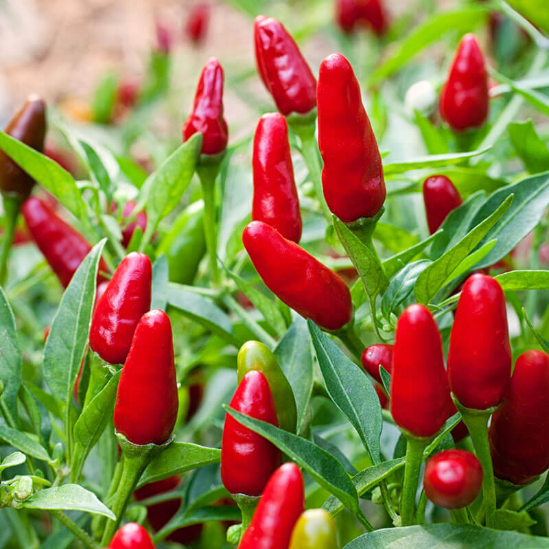 potted chilli plants for sale Thai Hot Pepper (2 Pack)