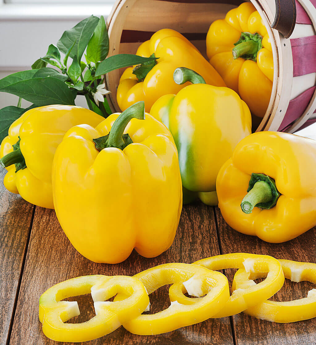 Yellow Bell Pepper (2 Pack) – Bonnie Plants
